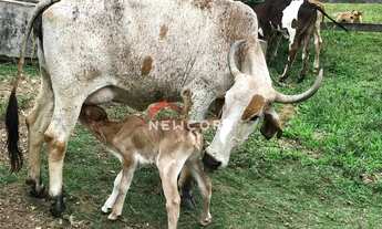 Imagem 5: Sítio em Estrada do Pau Dalho - Braiaia - Itu/SP