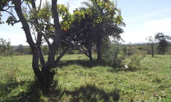 Imagem 7: Linda fazenda sem sede, de 82 hectares, * WhtsApp Guilherme