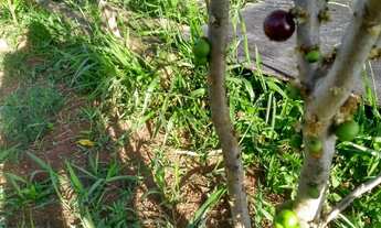 Imagem 4: Chácara de 6460m², encostada à Reserva Florestal do Morro Grande, Cotia