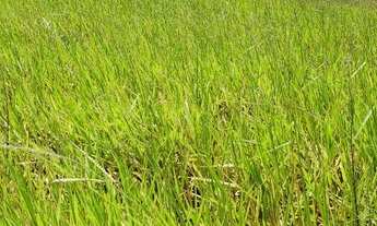 Imagem 3: Fazenda Sul da Bahia. Guaratinga