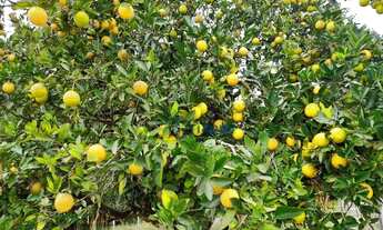 Imagem 4: Sítio com 2 dormitórios à venda, 50000 m² por R$ 550.000,00 - Água Limpa - Silvianópolis/M