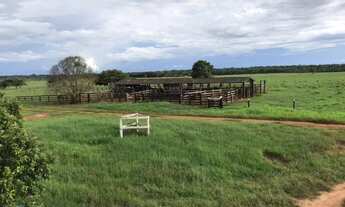 Imagem 6: Fazenda de 100 alqueires Presidente Médici