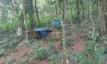 Imagem 7: São Francisco de Paula - Sítio - Samambaia