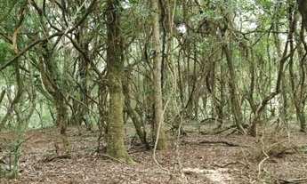 Imagem 4: Sítio 12 hectares em Águas claras, Viamão com duas casas, galpão e açude