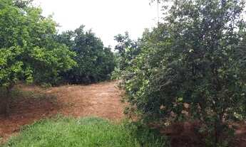 Imagem 4: Chácara 4,5 hectares