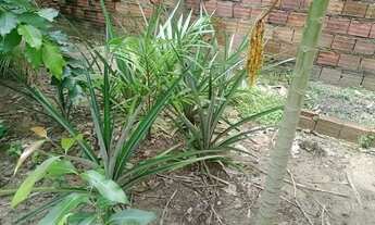 Imagem: Vendo sítio localizada no distrito industrial