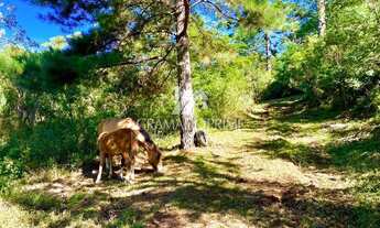 Imagem 6: OPORTUNIDADE SÍTIO COM CACHOEIRA EM CANELA!