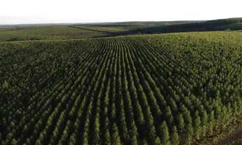 Imagem 2: Fazenda com 100 alqueires em Itatinga - SP (Nogueira Imóveis Rurais