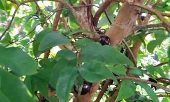 Imagem 3: Jardins Madri - Casa à venda no bairro Jardins Madri - Goiânia/GO
