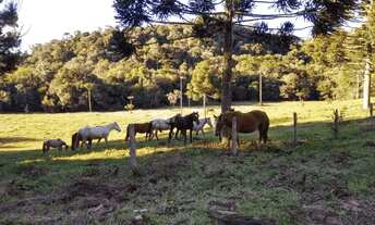 Imagem: Tijucas do Sul, Fazenda 160 Alqueires, 367,10