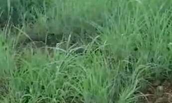 Imagem 6: Sitio com 40 hectares na região da forquilha do manso, 132 km da capital Cuiabá