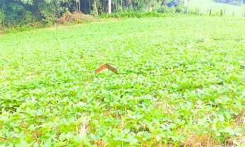 Imagem 3: Chácara em Avenida Independência - Campina das Pedras - area rural - Araucária/PR
