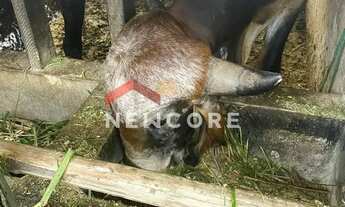 Imagem 4: Sítio em Juquitiba SP - Rurais - Juquitiba/SP