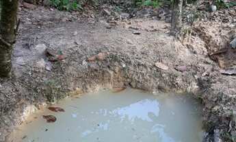 Imagem 6: Roça com 15 hectares