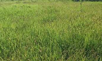 Imagem 6: Excelente Fazenda com 49 hectares na região de São Gonçalo do Amarante