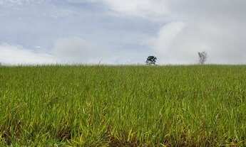 Imagem 5: Fazenda Sul da Bahia. Guaratinga