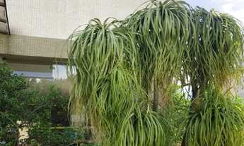 Imagem 3: Apartamento Padrão em Pinheiros - São Paulo