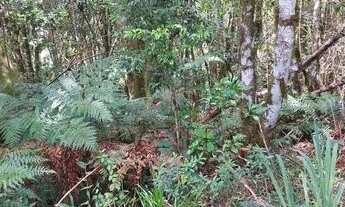 Imagem 3: Terreno no bairro São Bernardo em São Francisco de Paula!