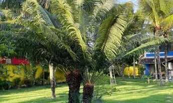 Imagem 2: CASA LINDA P/ VENDA 03 QTS, 244 M2 Arraial D'Ajuda - Porto Seguro - BA