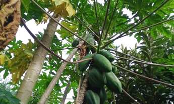 Imagem 6: Baita sítio 5000m2 c/casa espetacular e piscina no condomínio Rancho Alegre
