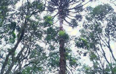 Imagem 5: Chácara de 4.686m² pertinho de Gramado