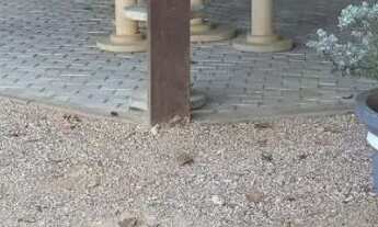 Imagem 2: Vendo Chácara Chácara com venda por R$450.000