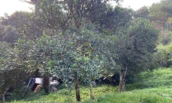 Imagem 7: ÓTIMA CHACARA PARA VENDA NO CERNE CAMPINA GRANDE DO SUL