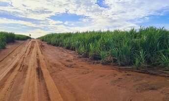 Imagem 3: 51alqueires arrendamento 80 ton/alq , frente Washington Luís ( Catanduva