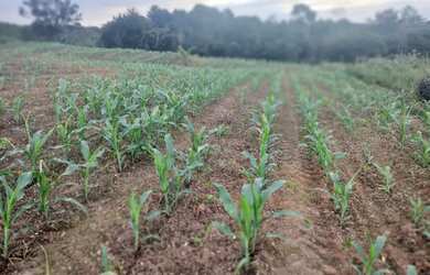 Imagem: Vende-se tar