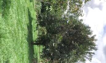 Imagem 2: Fazenda/Sítio/Chácara com 15.000 mt2 para venda tem 250 mt2 de Casa com 4 quartos