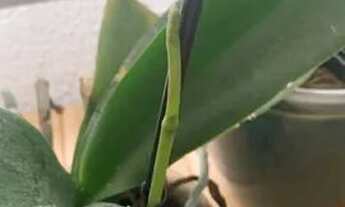 Imagem 2: Estúdio a 30 metros Ubatubamall