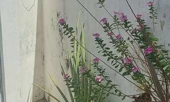 Imagem 6: Para alugar logo!