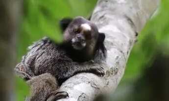 Imagem 6: Pousada / Sítio à venda em São Roque