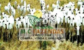 Imagem 6: Fazenda à Venda em Cicero Dantas - BA