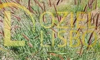 Imagem 4: LOTE 775m² NASCENTE COM 155 DE FRENTE 100%PLANO MURADO COM PORTÃO CONDOMÍNIO RUA 04 VICE