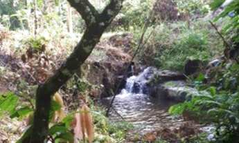 Imagem: Roça com 15 hectares