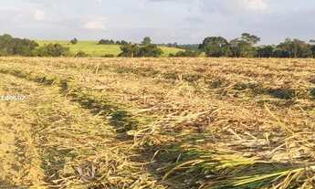 Imagem 3: Fazenda de 62 Alqueires em Porto Feliz - SP