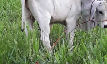 Imagem 4: Fazenda/Sítio/Chácara para venda tem 70 metros quadrados com 2 quartos em Zona Rural - Poc