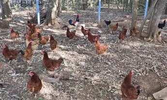 Imagem 4: Vendo chácara Chácara com venda por R$550.000