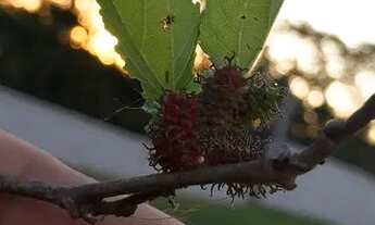 Imagem: Aluga-se apartamento cond Chapada das Tulipas