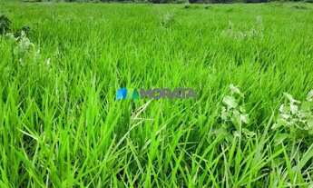 Imagem: FAZENDA À VENDA - 4.000 HECTARES - JAÍBA