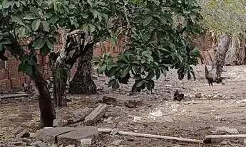 Imagem 6: Casa com terreno na zona norte