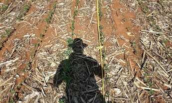 Imagem 6: Fazenda arrendamento 1.050 hec em montes claros Goiás