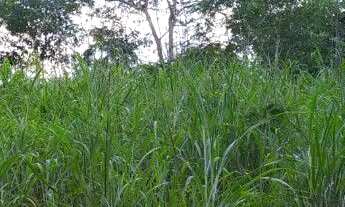 Imagem 3: Vende -se uma excelente chácara de 4/5 alqueires no município de Abadiânia