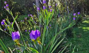 Imagem 7: Vende-se chácara em tijucas do sul