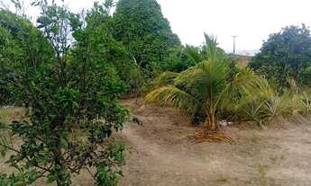 Imagem 6: SITIO - ORICURI ATALAIA - AL