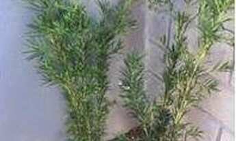 Imagem 4: Casa à venda, 60 m² por R$ 199.000,00 - Cibratel II - Itanhaém/SP