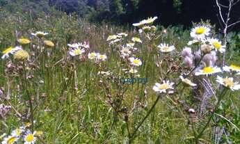 Imagem 7: Sítio com 2 dormitórios à venda, 50000 m² por R$ 550.000,00 - Água Limpa - Silvianópolis/M