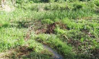 Imagem 4: Roça com 15 hectares