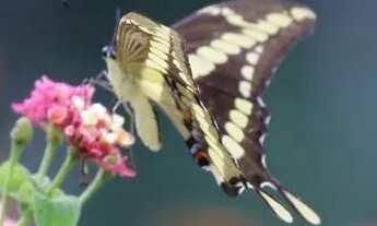 Imagem 7: Pousada / Sítio à venda em São Roque